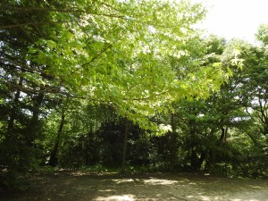 20150621六甲山森林植物園 (59)
